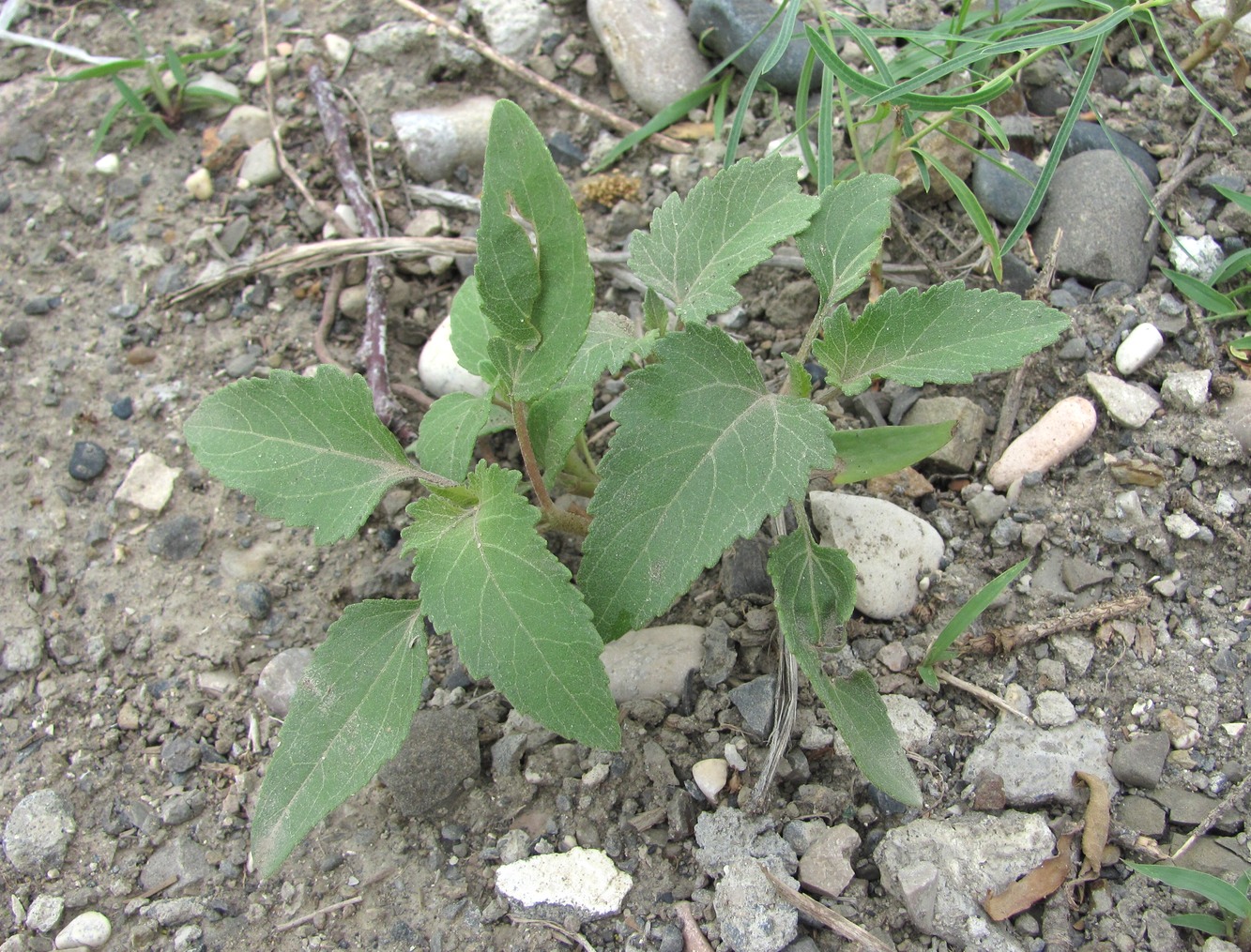 Image of Xanthium orientale specimen.