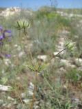 Asperula setosa