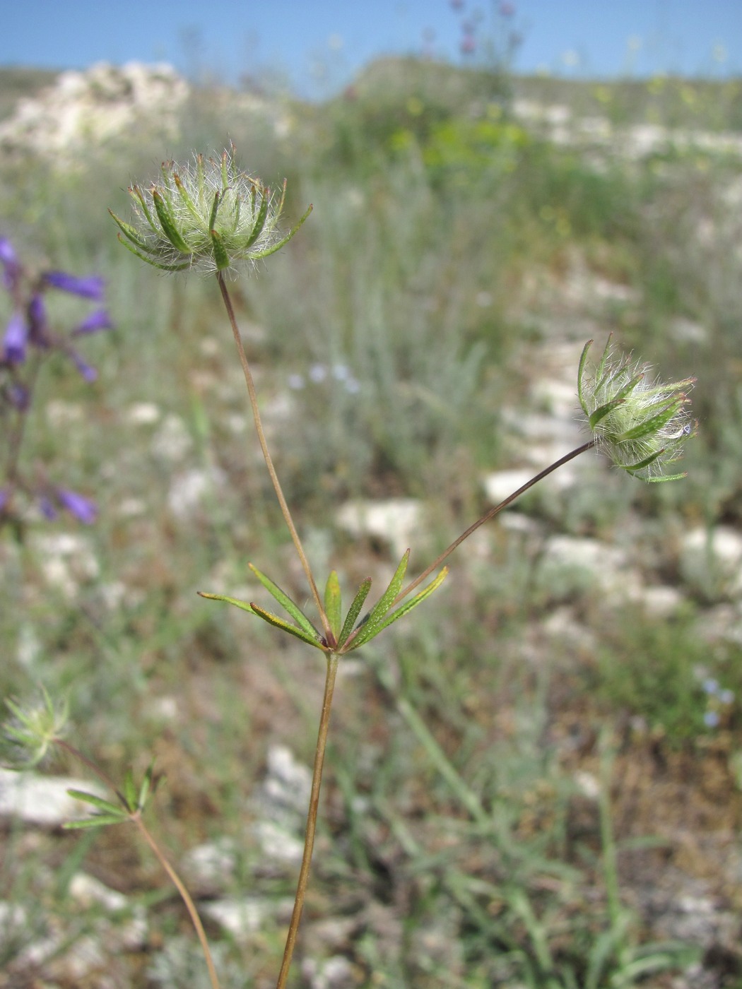 Изображение особи Asperula setosa.