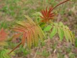 Sorbaria sorbifolia. Часть ветви с молодыми листьями. Томск, парк \"Университетская роща\". 25.05.2010.