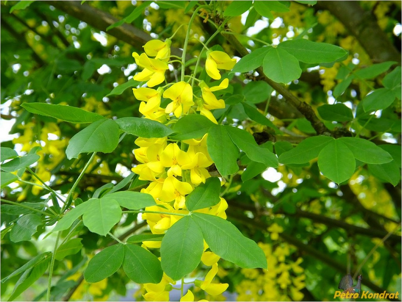 Image of Laburnum anagyroides specimen.