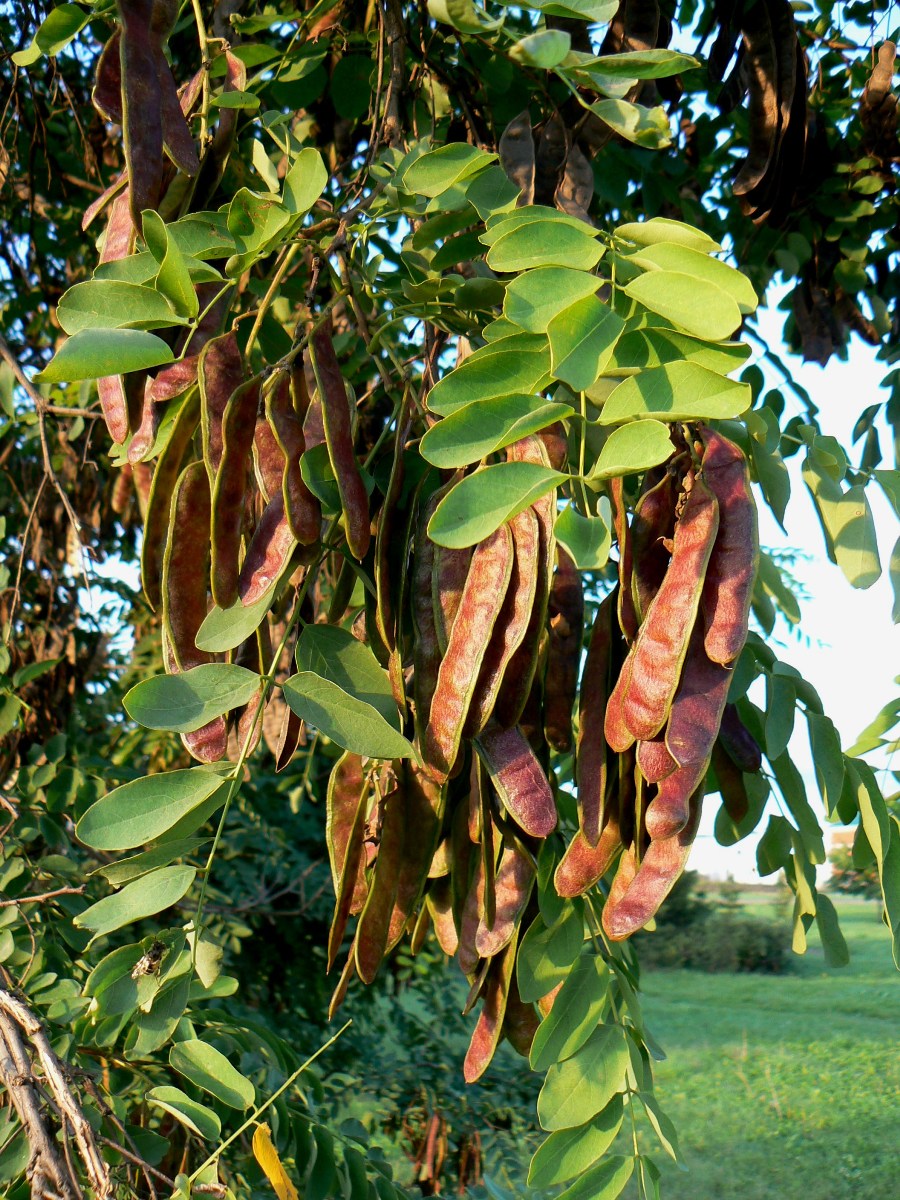 Image of Robinia pseudoacacia specimen.