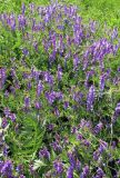 Vicia cracca