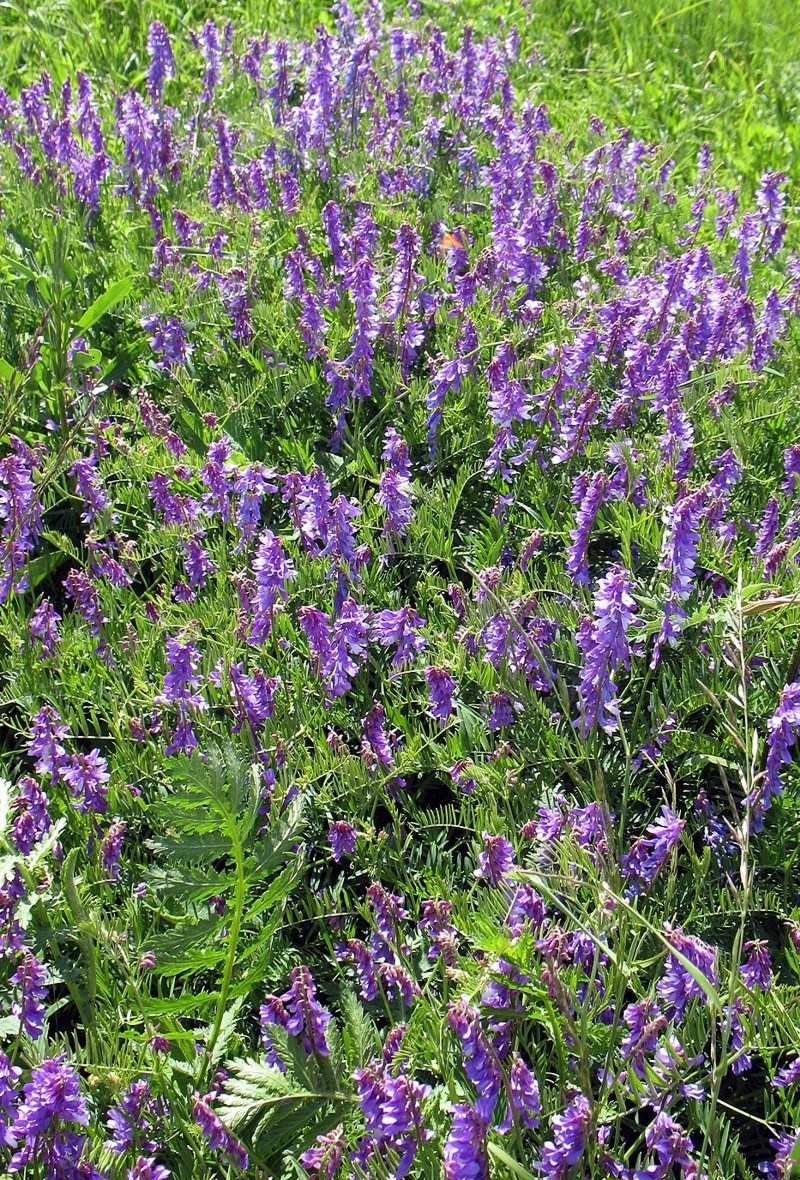 Image of Vicia cracca specimen.