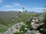 Richteria tianschanica. Цветущие растения. Южный Казахстан, Таласский Алатау, запов. Аксу-Жабаглы, верховья ущ. Улькен-Каинды, 2250 м н.у.м., склон зап. экспозиции, известняковые скалы. 18 июня 2018 г.