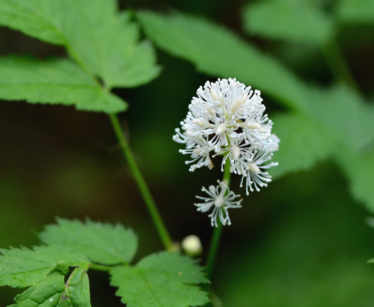 Изображение особи Actaea spicata.