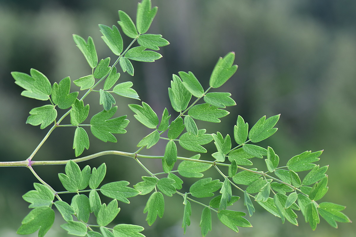 Image of Thalictrum minus specimen.