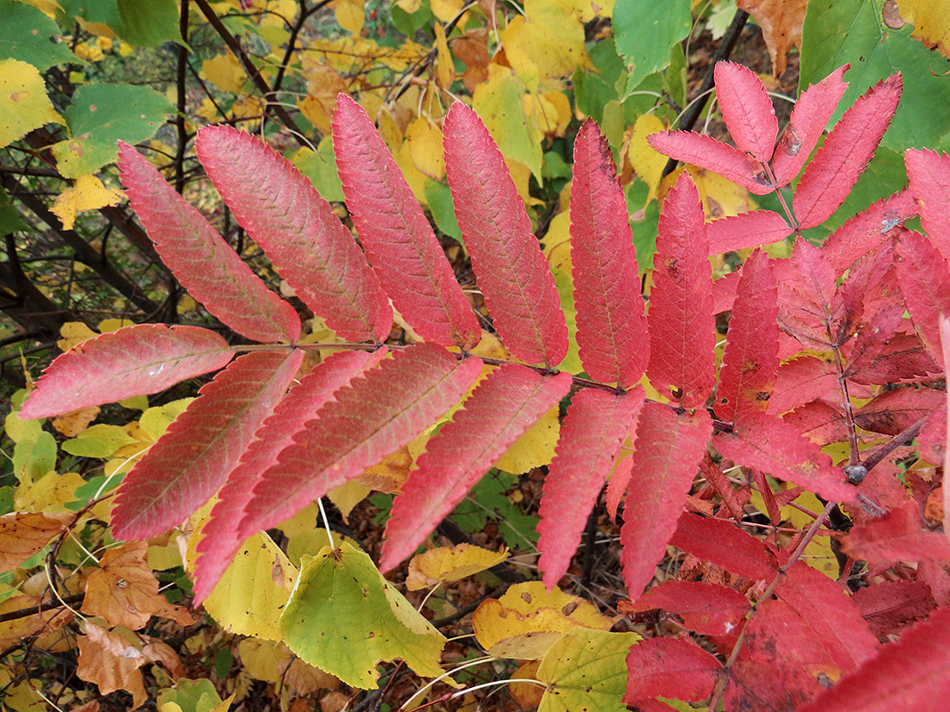 Image of Sorbus aucuparia specimen.