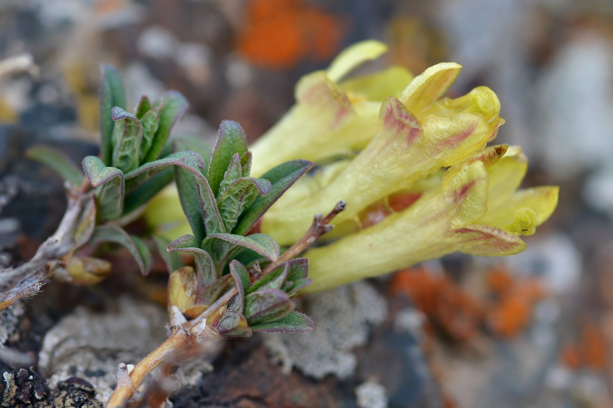 Image of Lonicera semenovii specimen.