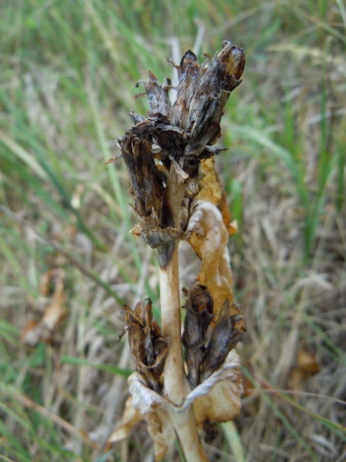 Image of Gentiana cruciata specimen.