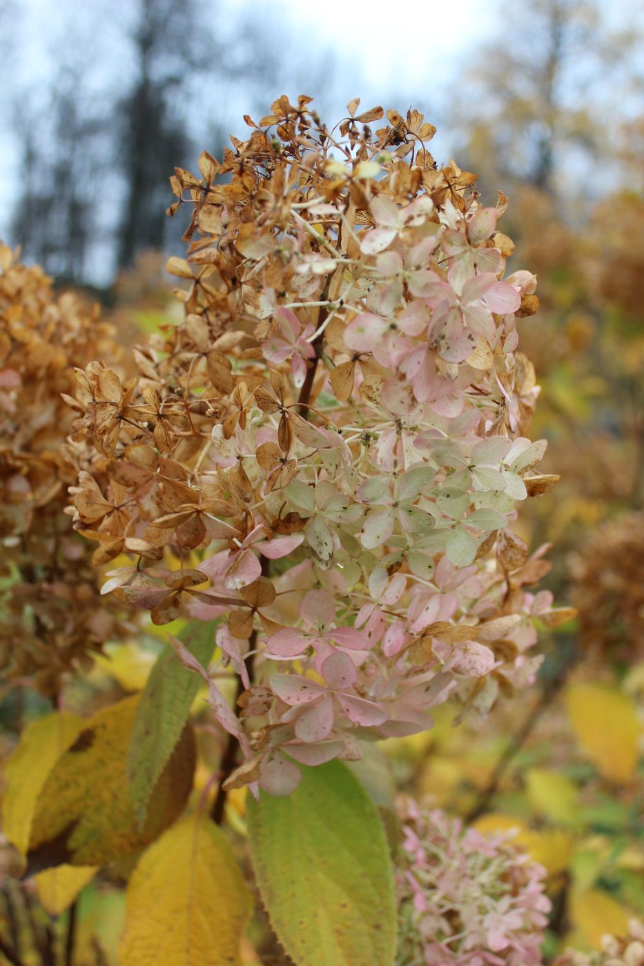 Image of Hydrangea paniculata specimen.