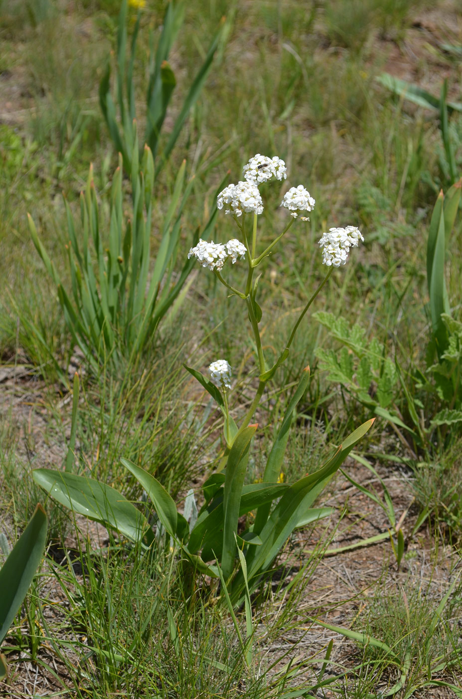 Image of Stubendorffia lipskyi specimen.