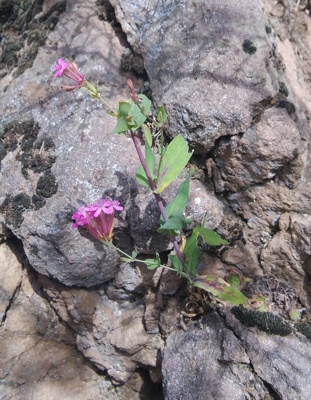 Image of Silene compacta specimen.