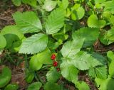 Rubus saxatilis. Плодоносящее растение. Московская обл., Раменский р-н, окр. пос. Ильинский, Ильинский лес, в ельнике. 29.07.2018.