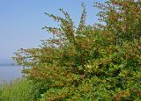 Cotoneaster melanocarpus