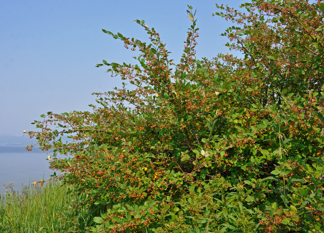 Image of Cotoneaster melanocarpus specimen.