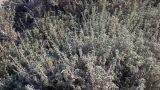 Echium angustifolium. Цветущие растения. Кипр, г. Айа-Напа, центральная часть пляжной зоны Нисси-Бич, охраняемая зона с растущими на ней эндемиками. 08.10.2018.