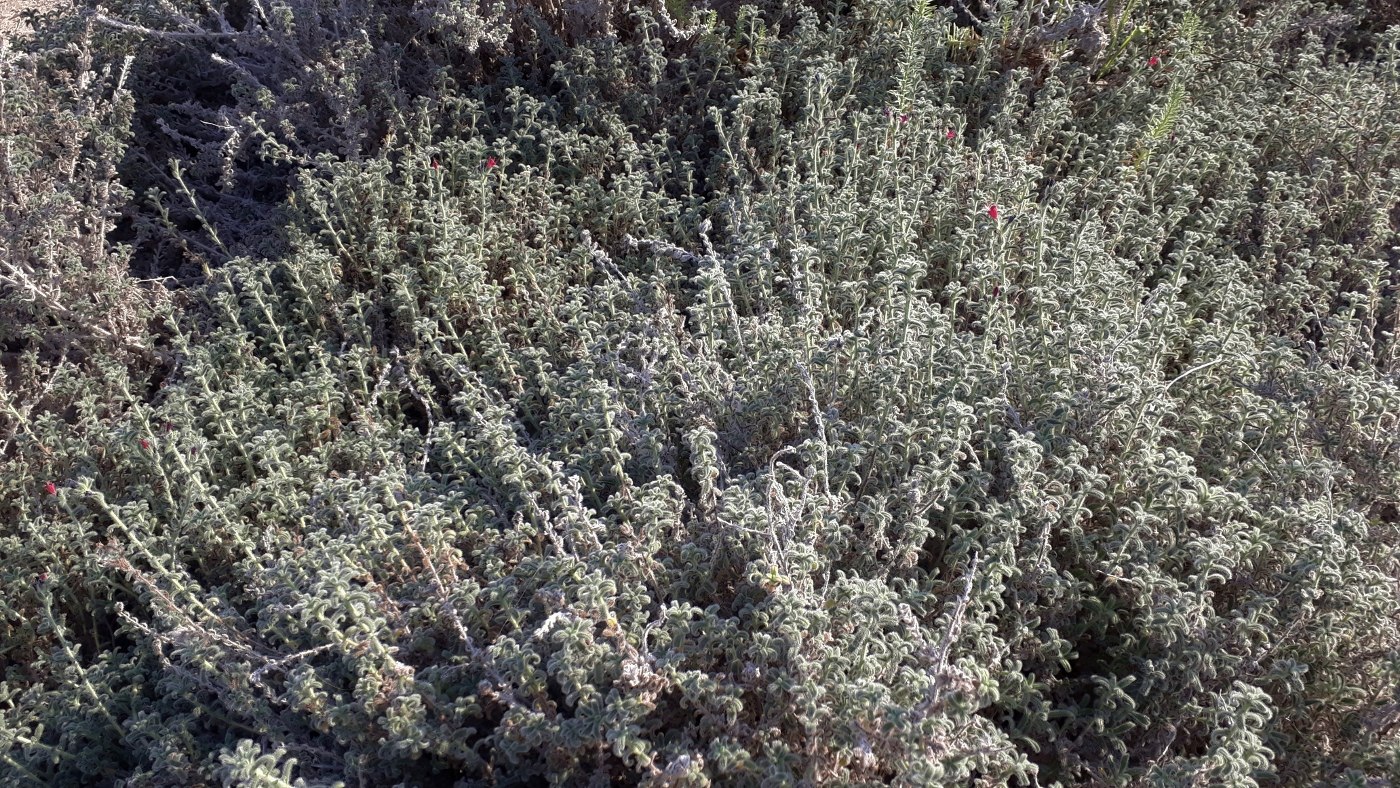 Image of Echium angustifolium specimen.