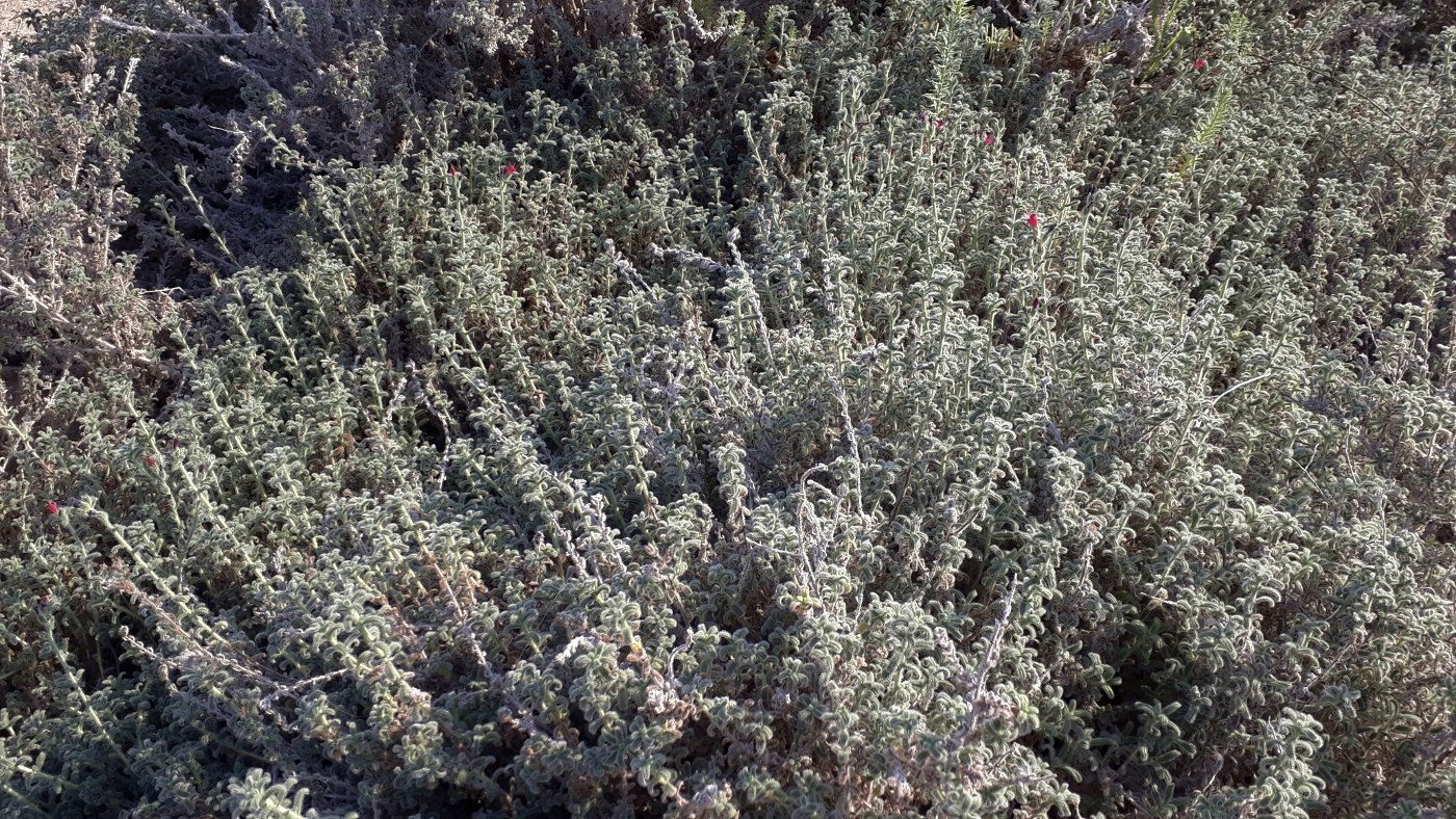 Изображение особи Echium angustifolium.