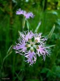 Dianthus superbus. Цветок. Нижегородская обл., пойма р. Линда. 22 июня 2008 г.