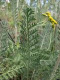 Tanacetum millefolium. Листья. Крым, известняковые холмы в окр. с. Верхнесадовое. 6 июня 2010 г.