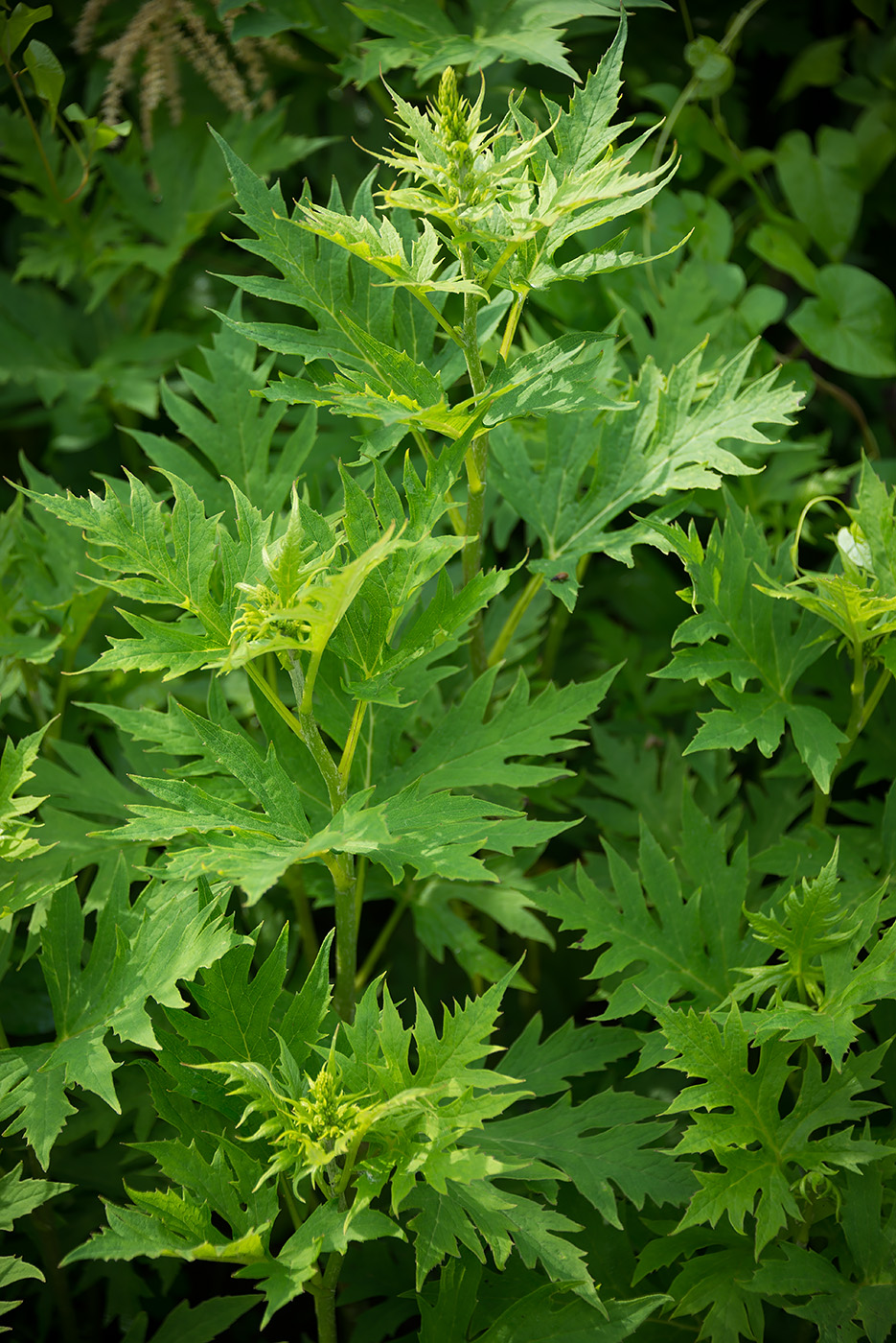 Image of Sinacalia tangutica specimen.