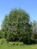 Salix caprea. Взрослые растения. Свердловская обл., окр. г. Североуральск, междуречье р. Вагран и канала Дублёр, разнотравная поляна. 01.07.2018.