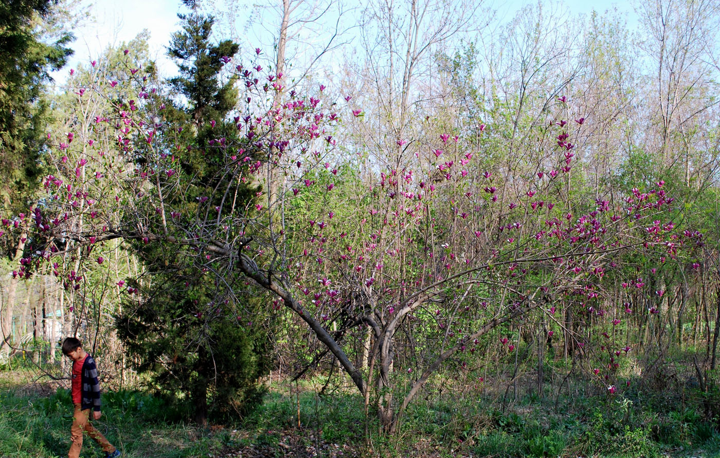 Image of Magnolia &times; soulangeana specimen.