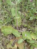 Salvia virgata. Нижняя часть побега. Южный Берег Крыма, окр. г. Ялта. 27.06.2010.