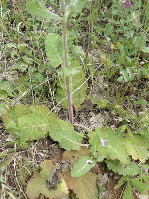 Image of Salvia virgata specimen.