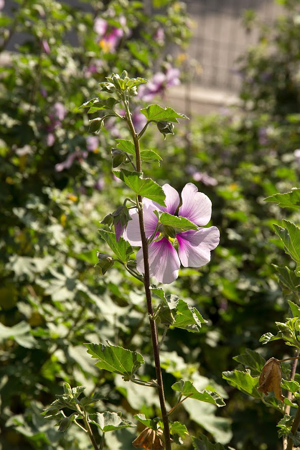 Image of Malva subovata specimen.