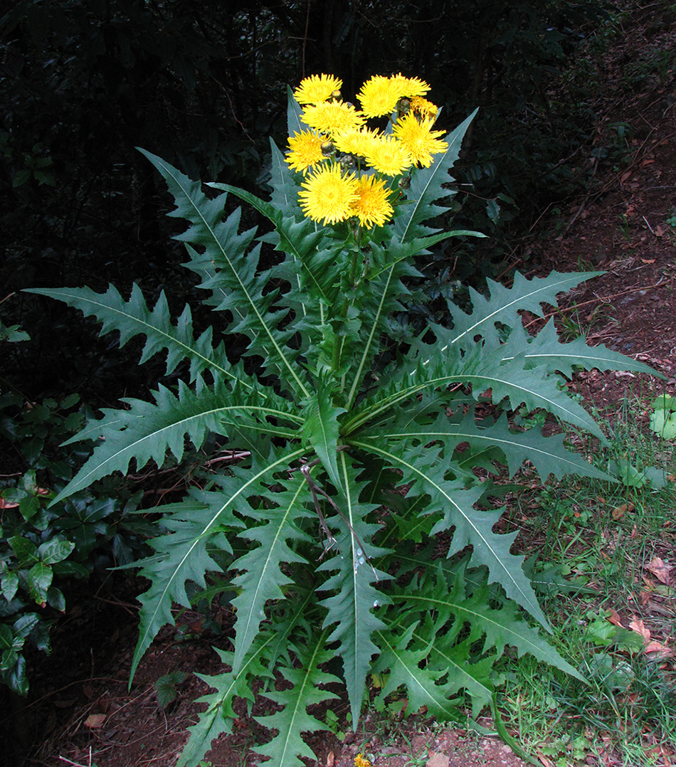 Image of Sonchus acaulis specimen.