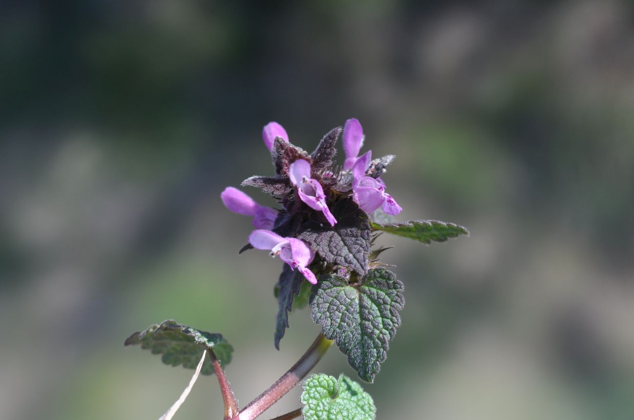 Изображение особи Lamium purpureum.