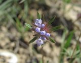 Asperula setosa