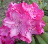 род Rhododendron. Соцветие. Тверская обл., Тверь, городской сад, клумба, в культуре. 24 мая 2019 г.