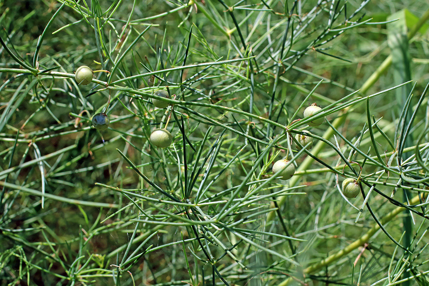 Image of Asparagus persicus specimen.