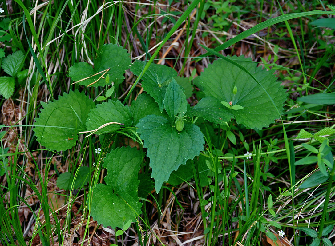 Image of Viola uniflora specimen.