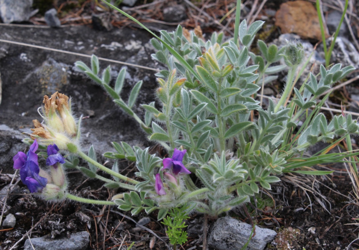 Image of Oxytropis bracteata specimen.