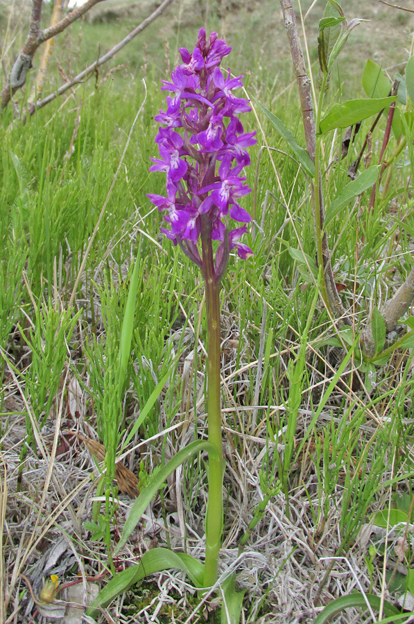 Изображение особи Dactylorhiza salina.