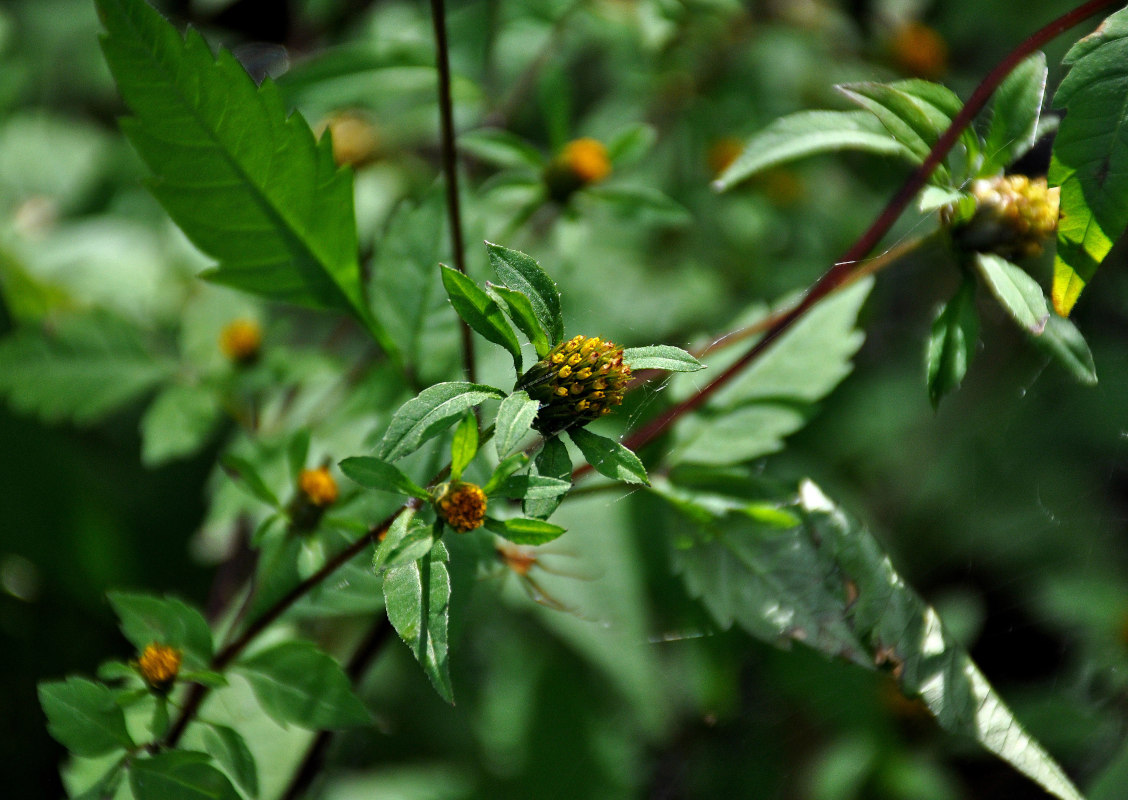 Image of Bidens frondosa specimen.