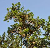 Cordia myxa