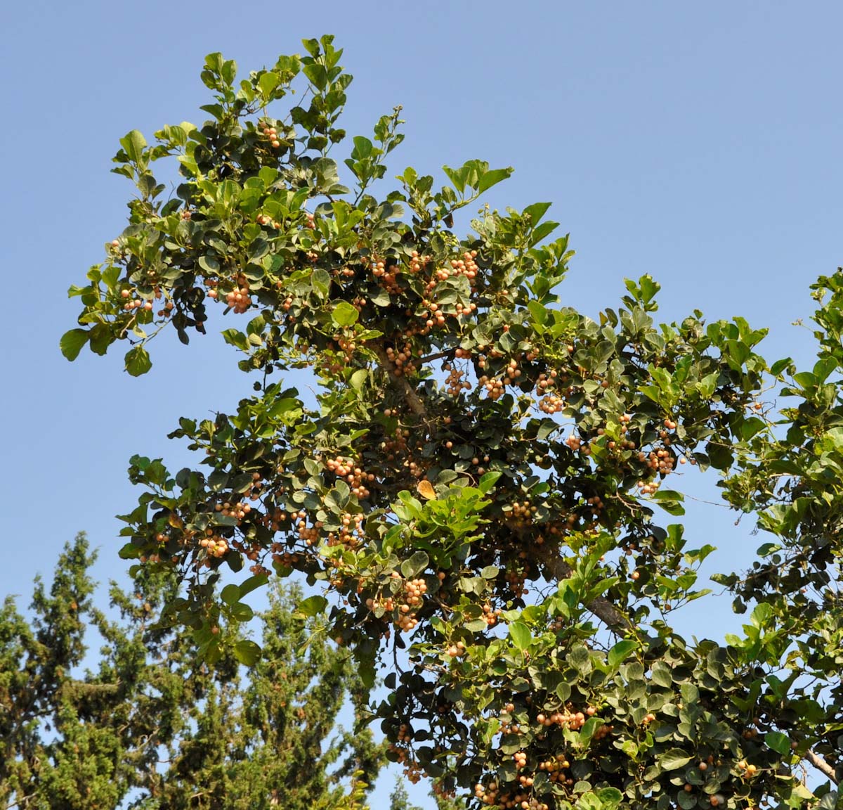 Image of Cordia myxa specimen.