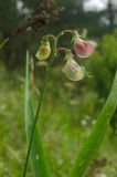 Lathyrus sylvestris. Распускающееся соцветие и доли листа. Пермский край, Кунгурский р-н, Комсомольское сельское поселение, окр. дер. Комарово, разнотравно-злаковый склон Шлюпинского камня. 28 августа 2019 г.