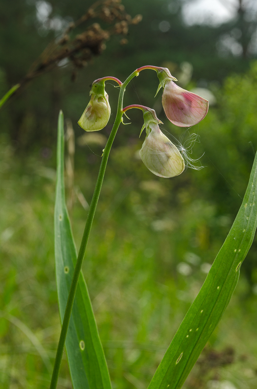 Изображение особи Lathyrus sylvestris.