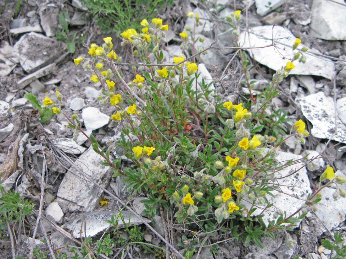 Изображение особи Helianthemum cretaceum.