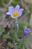 Pulsatilla violacea. Цветки. Краснодарский край, Мостовский р-н, окр. пос. Кировский, южная оконечность массива Сундуки, 2180 м н.у.м., каменистый склон горы. 22.05.2019.