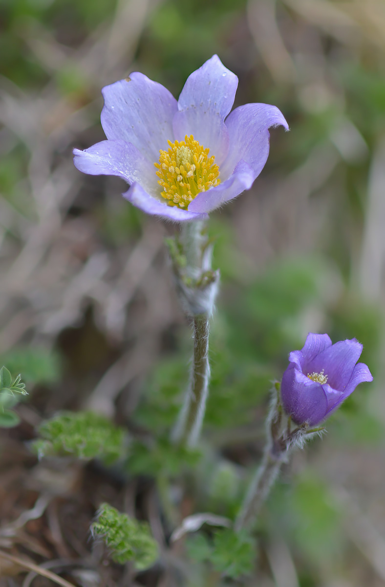 Изображение особи Pulsatilla violacea.