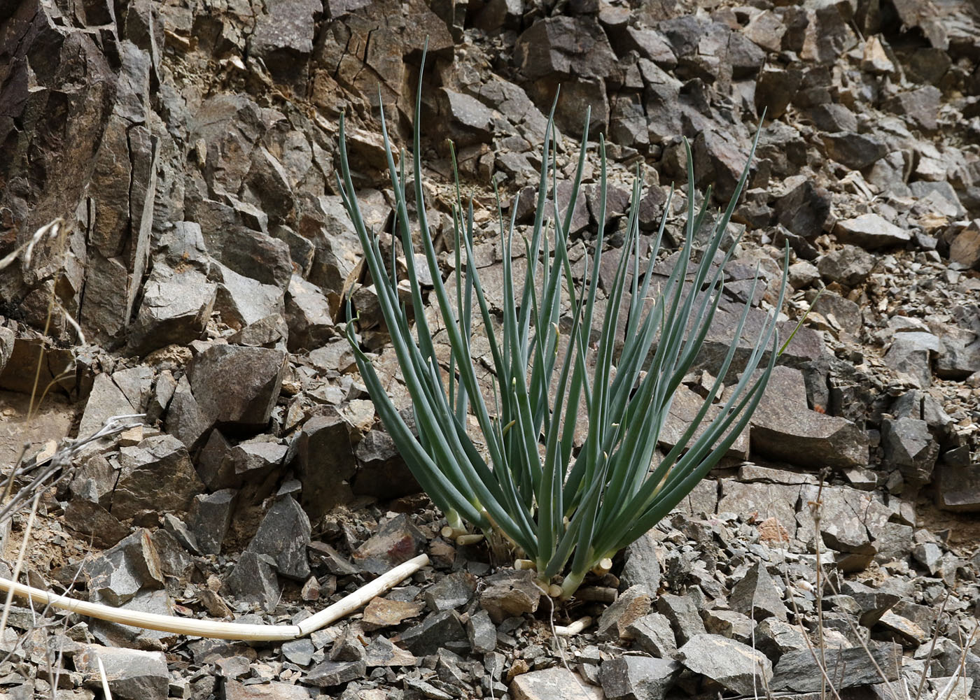 Image of Allium galanthum specimen.