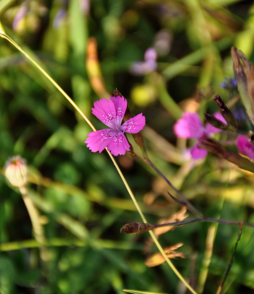 Изображение особи Dianthus armeria.