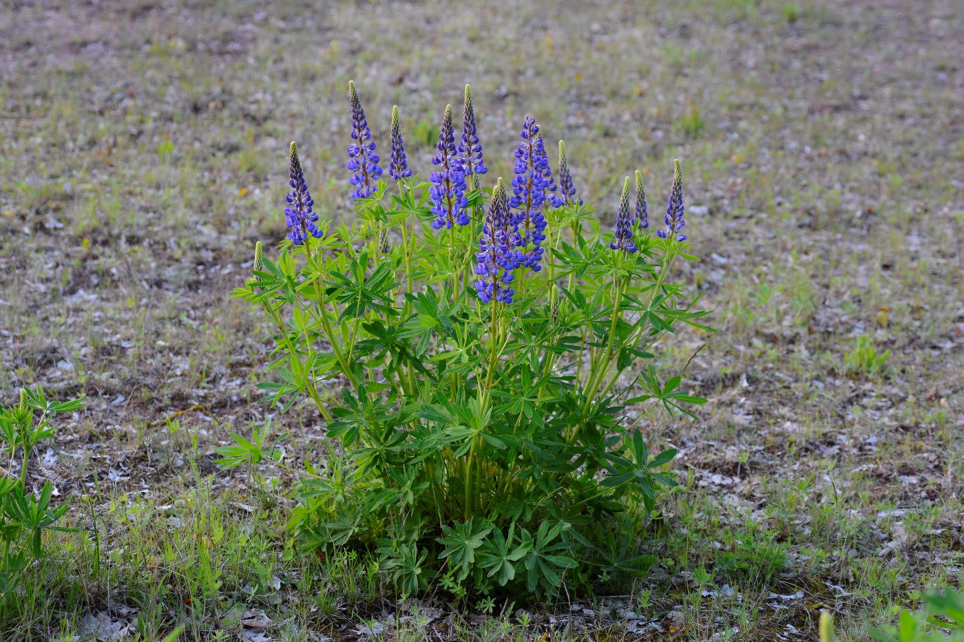 Image of Lupinus polyphyllus specimen.